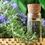 Rosemary oil – aromatic cosmetic herb